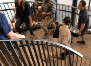 Dog with woman on stairway